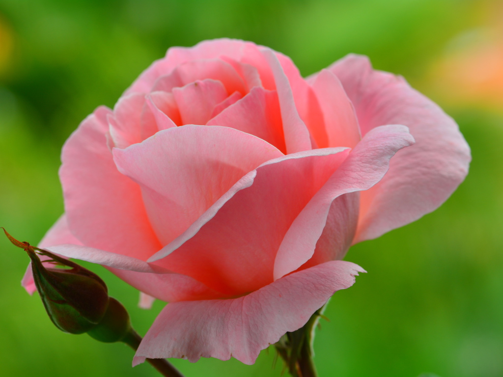 Нежная розовая роза 