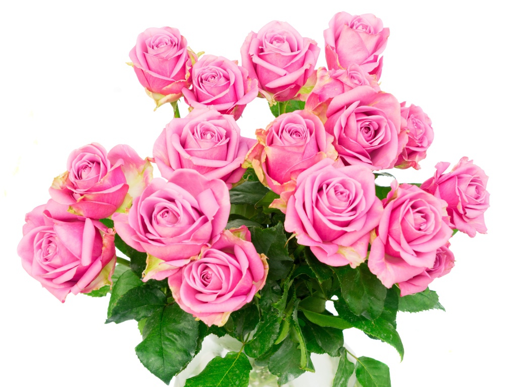 Красивый большой букет розовых роз на белом фоне
