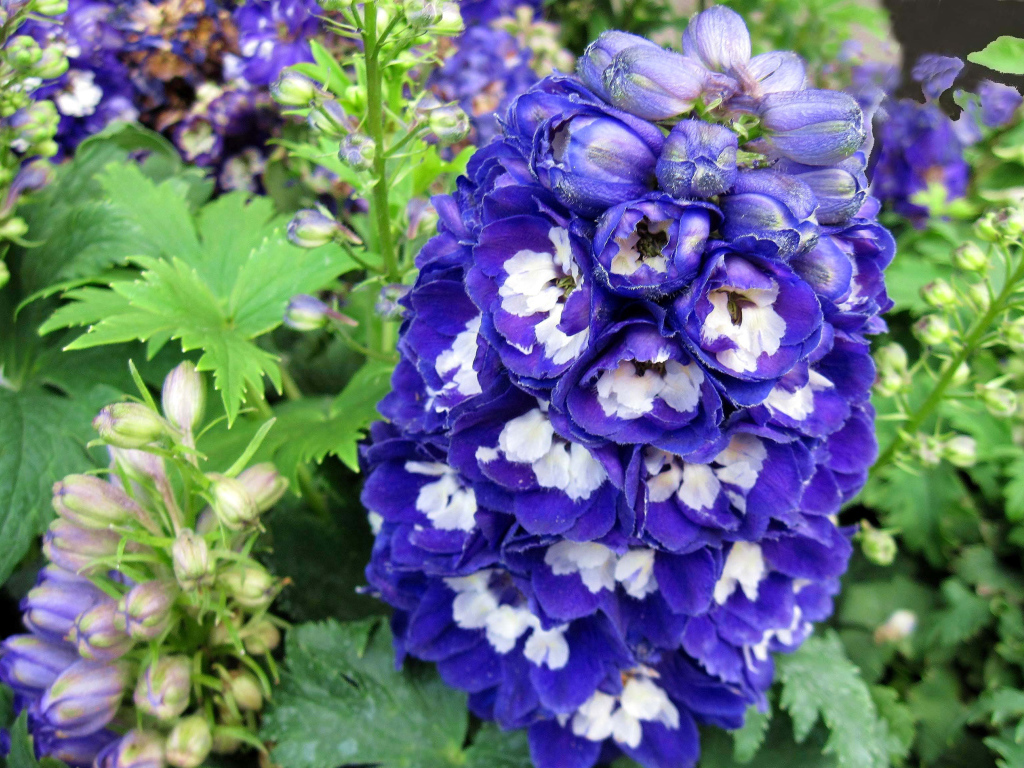 Красивый синий цветок дельфиниум крупным планом