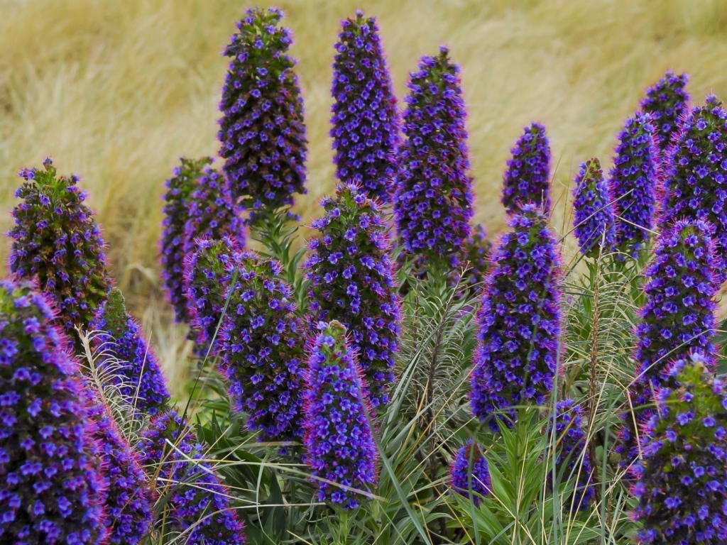 Красивые синие полевые цветы 