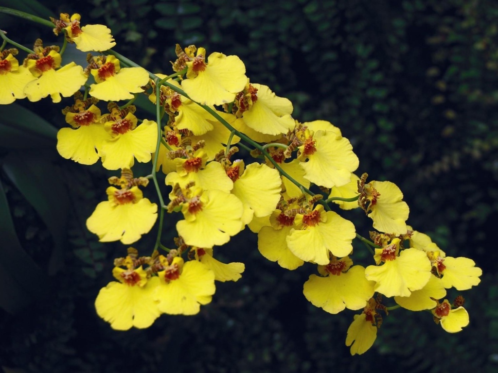 Красивая ветка желтой орхидеи