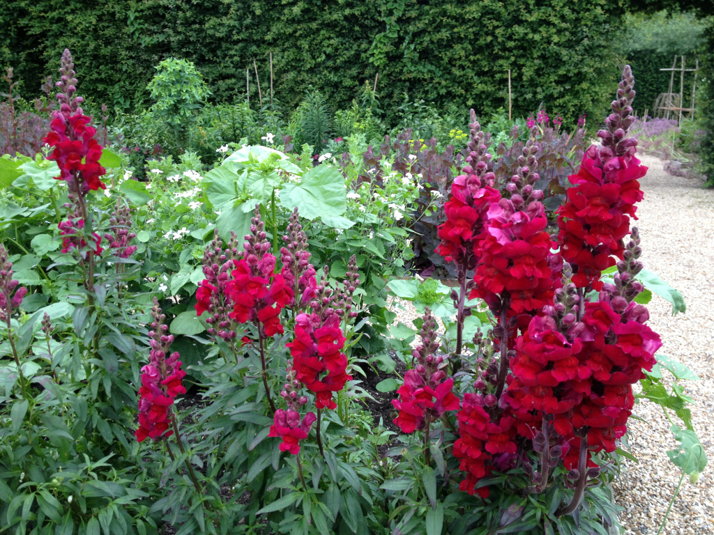 Красивые бордовые цветы львиный зев на клумбе