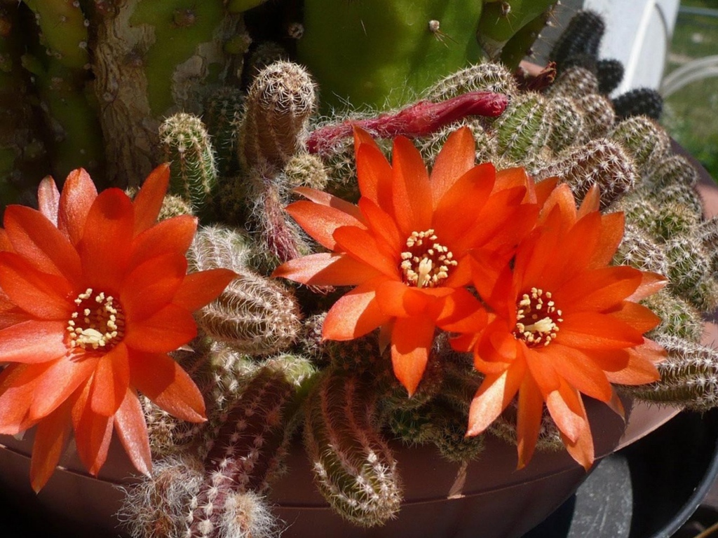 Красивый цветущий красными цветами кактус