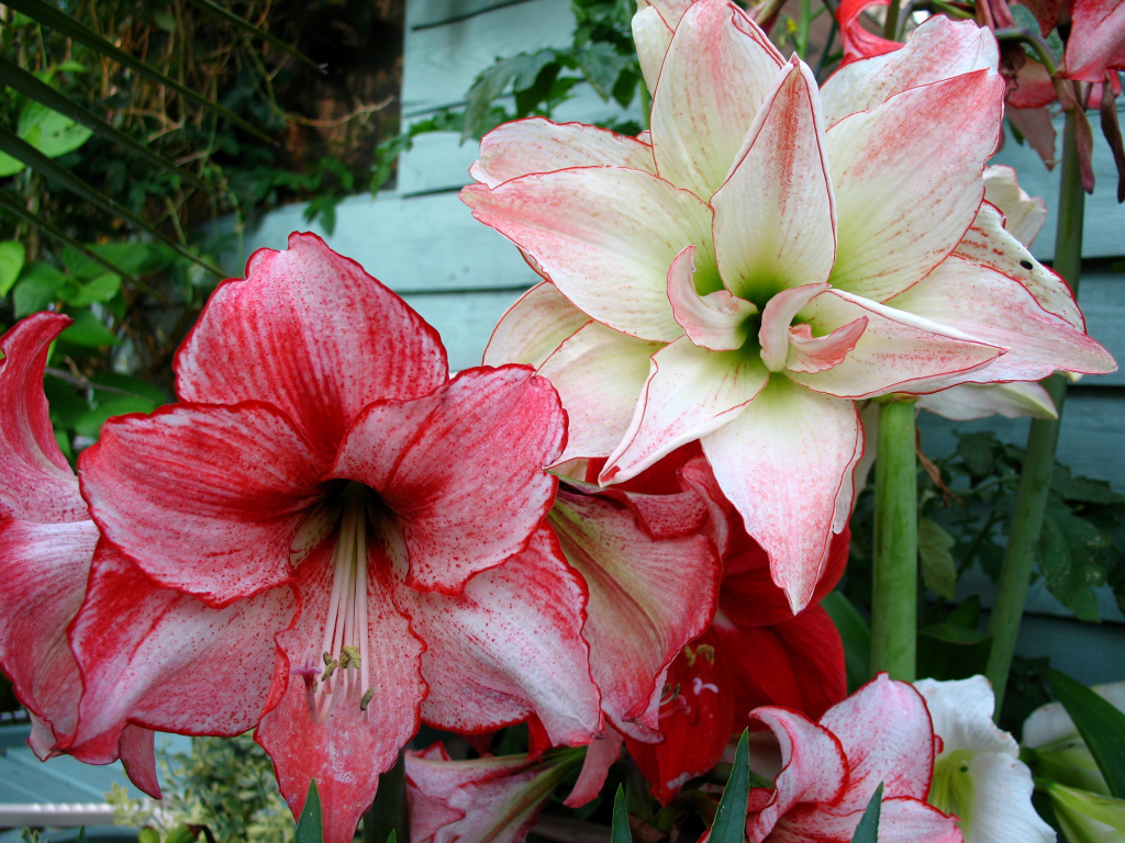 Красивые нежные цветы Амариллис крупным планом 