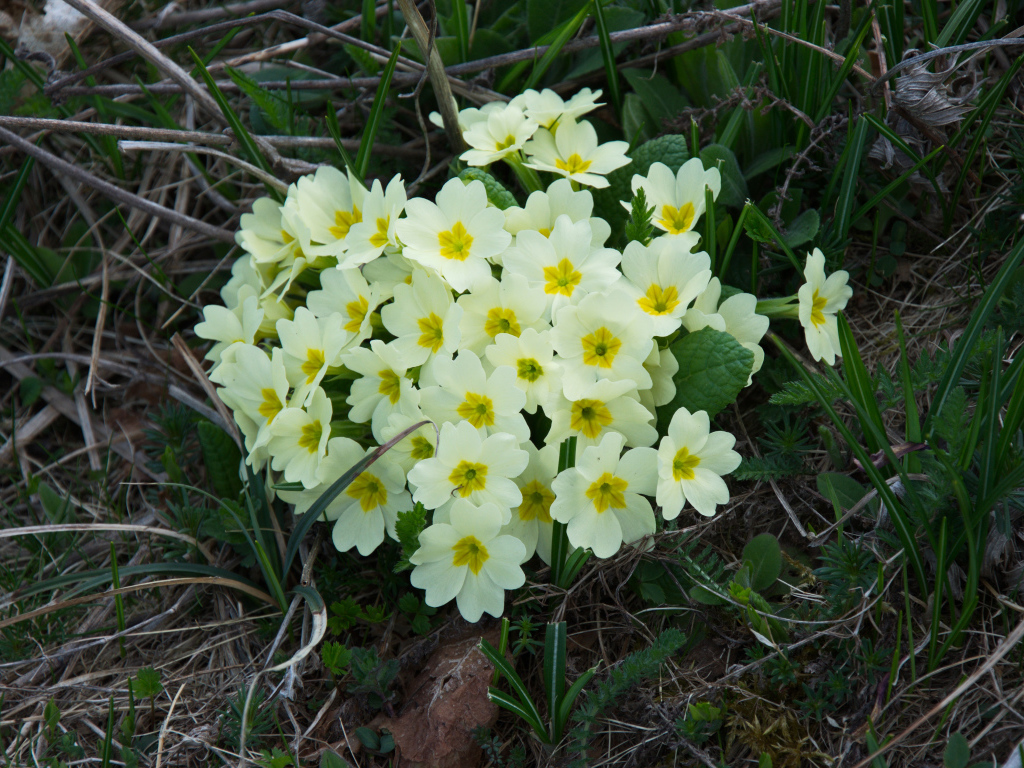 Красивые цветы примула на клумбе крупным планом