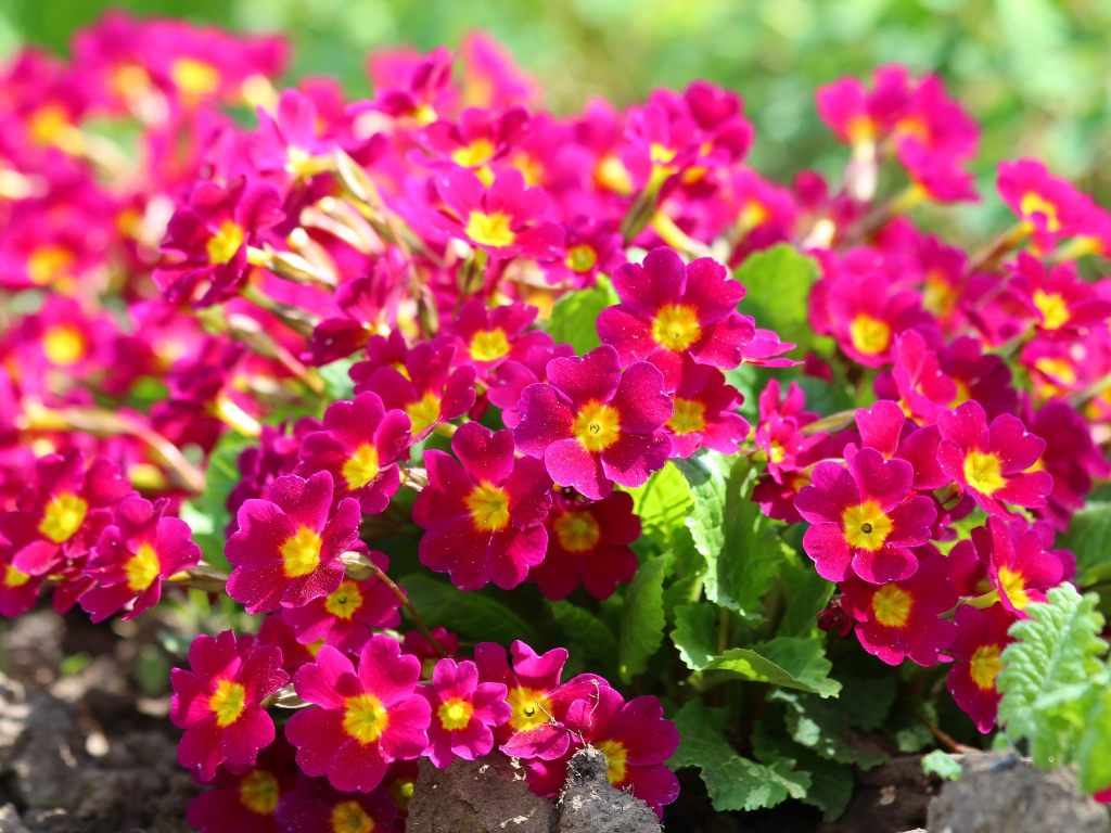 Красивые цветы примула на клумбе