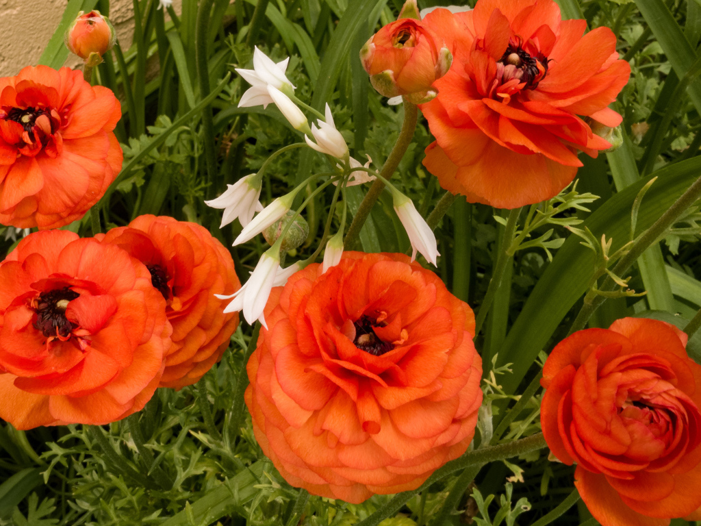 Красивые полные садовые оранжевые цветы лютики