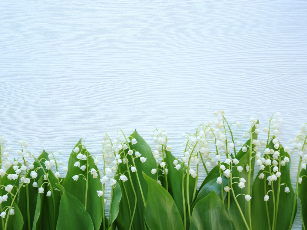 Красивые нежные ландыши с зелеными листьями