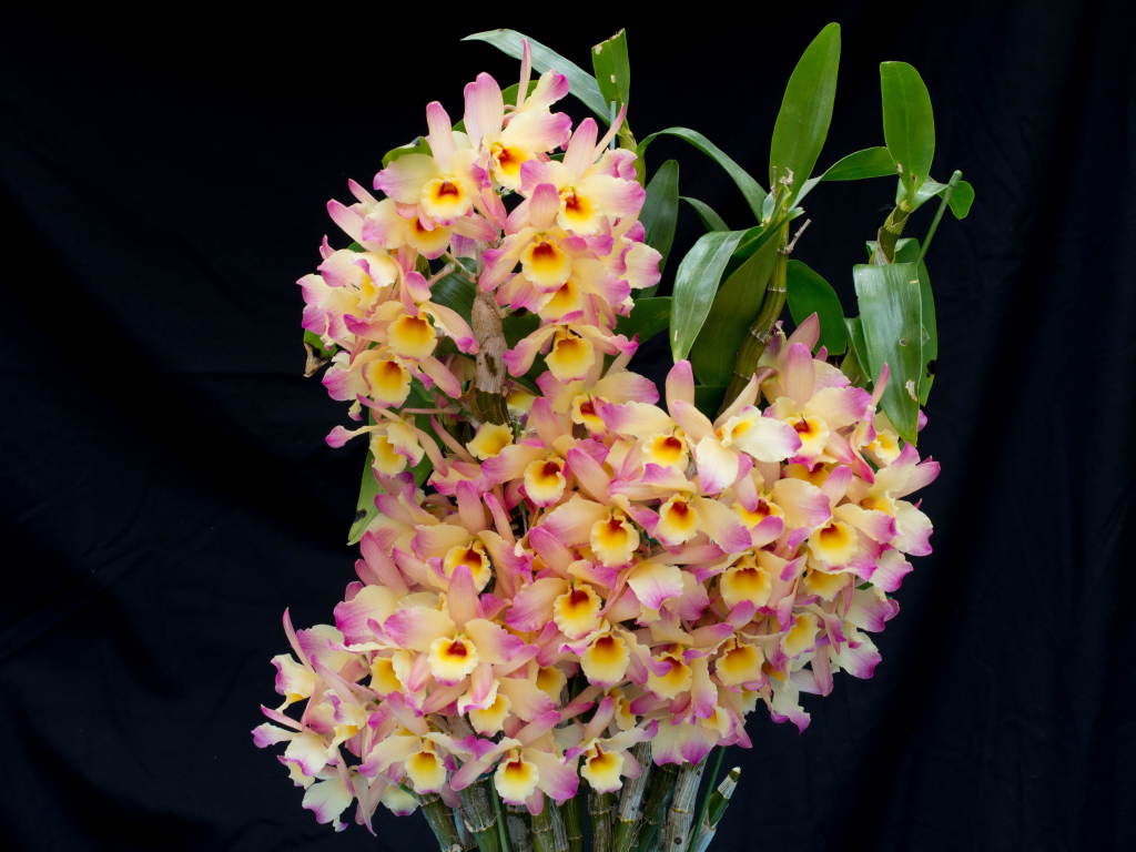 Красивые нежные орхидеи крупным планом на черном фоне