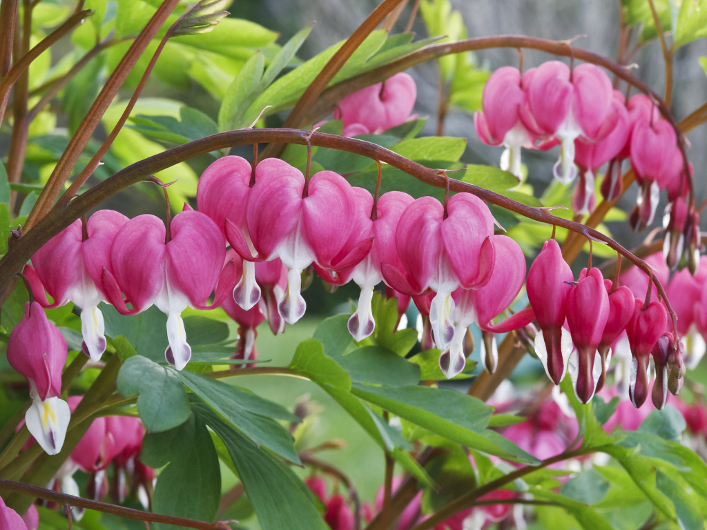 Красивые комнатные цветы Дицентра крупным планом