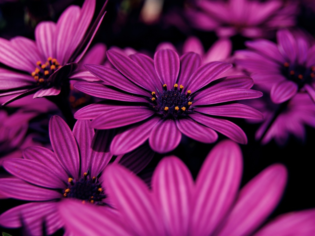 Красивые сиреневые цветы африканская ромашка 