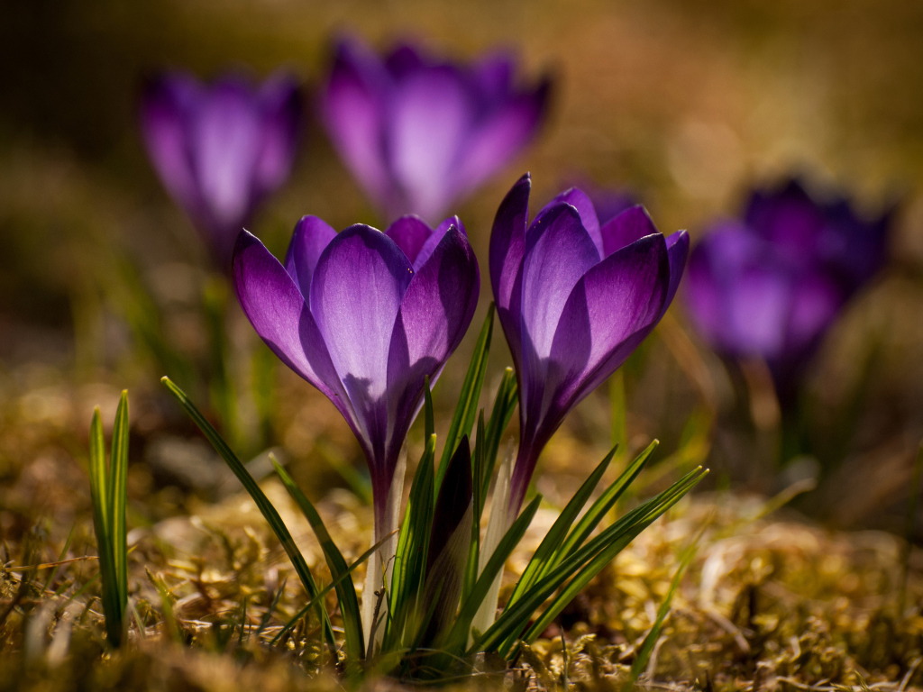 Красивые маленькие фиолетовые крокусы крупным планом