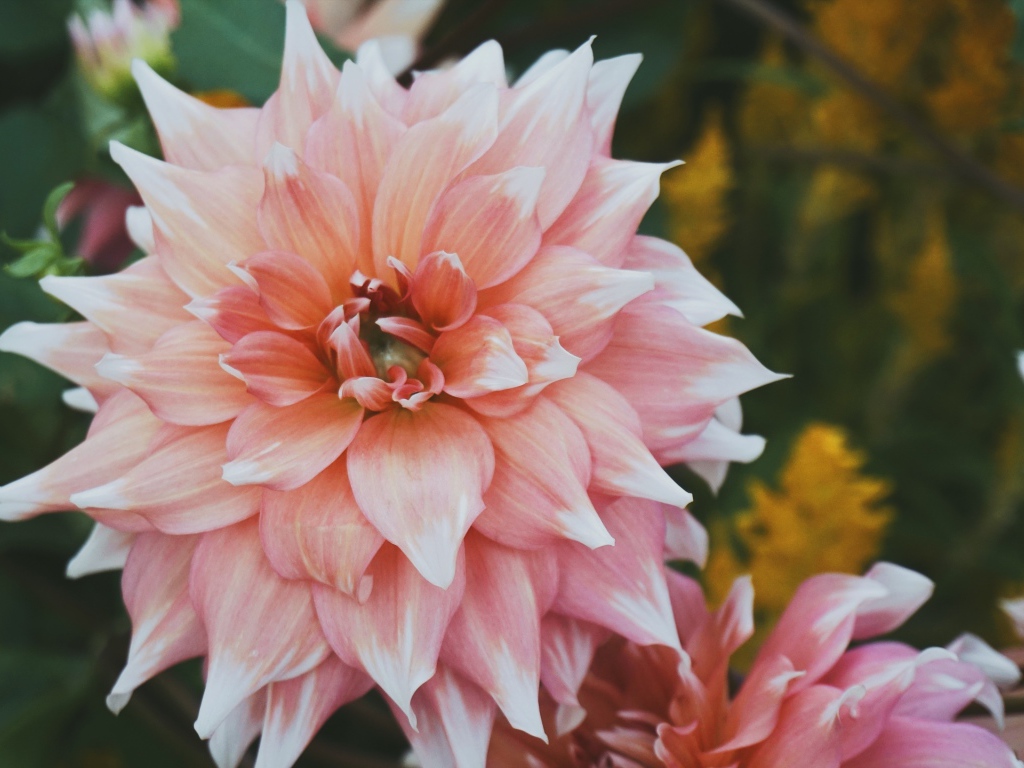 Красивый пышный георгин крупным планом 