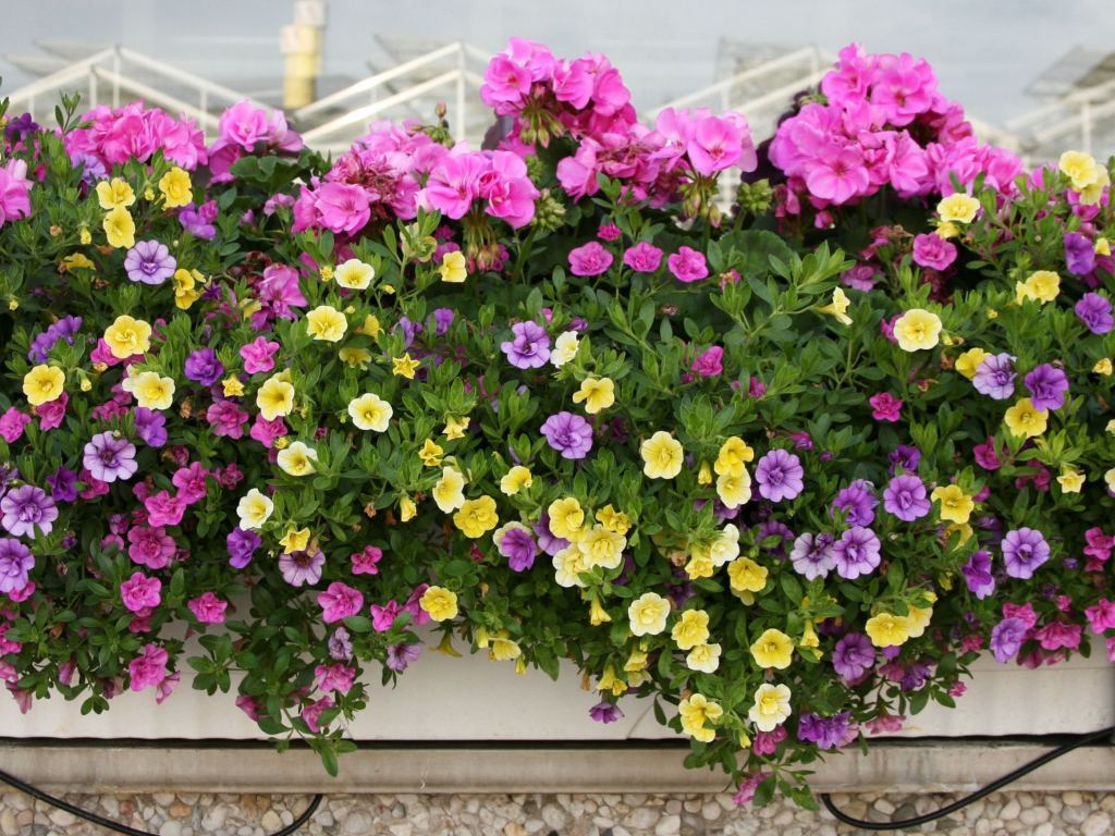 Красивые разноцветные петунии в горшках на балконе