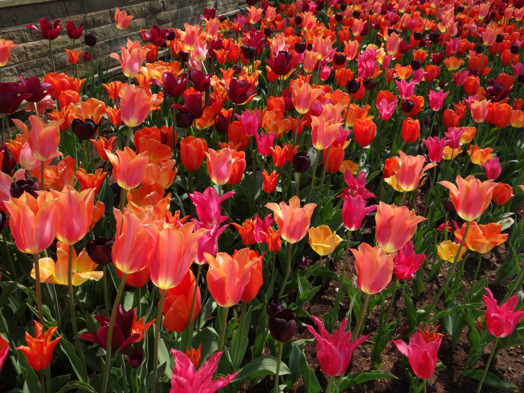 Красивые разноцветные тюльпаны на клумбе вблизи