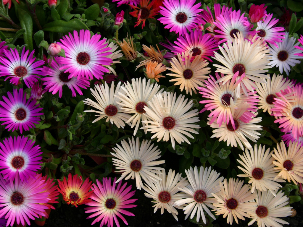 Красивые разноцветные цветы Мезембриантемум