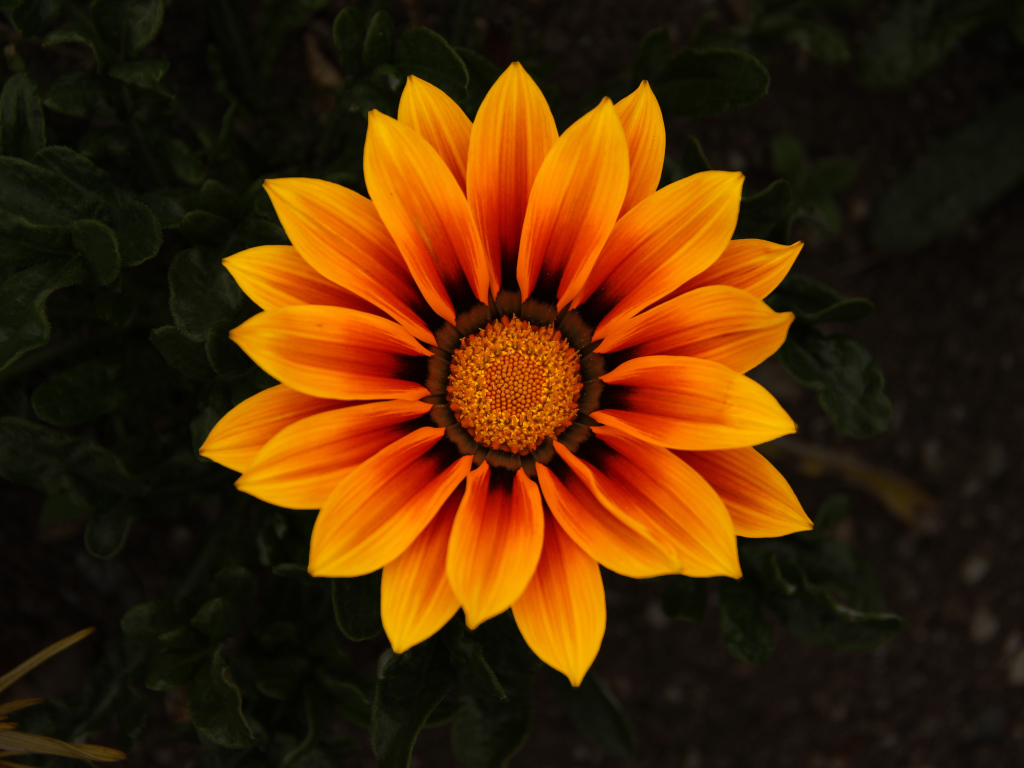 Красивый оранжевый цветок Газания 