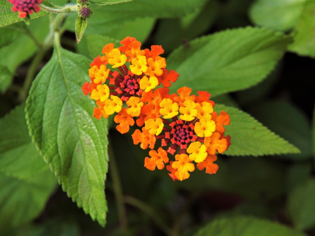 Красивый оранжевый цветок Лантана сводчатая