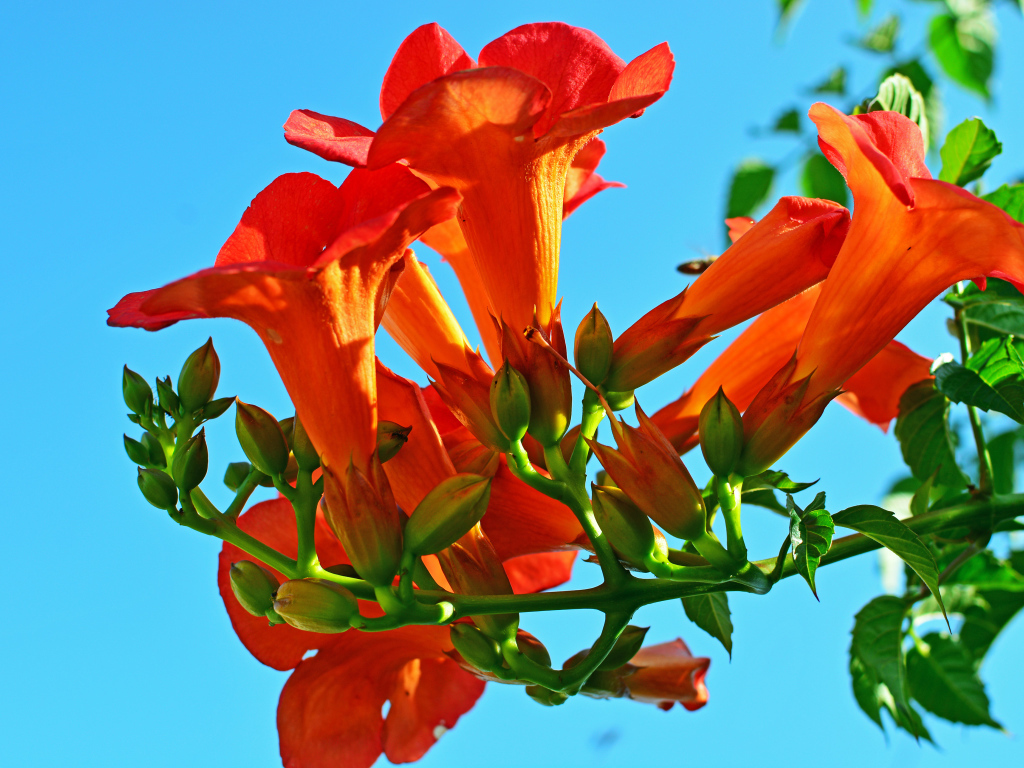 Красивые оранжевые цветы кампсис на голубом фоне