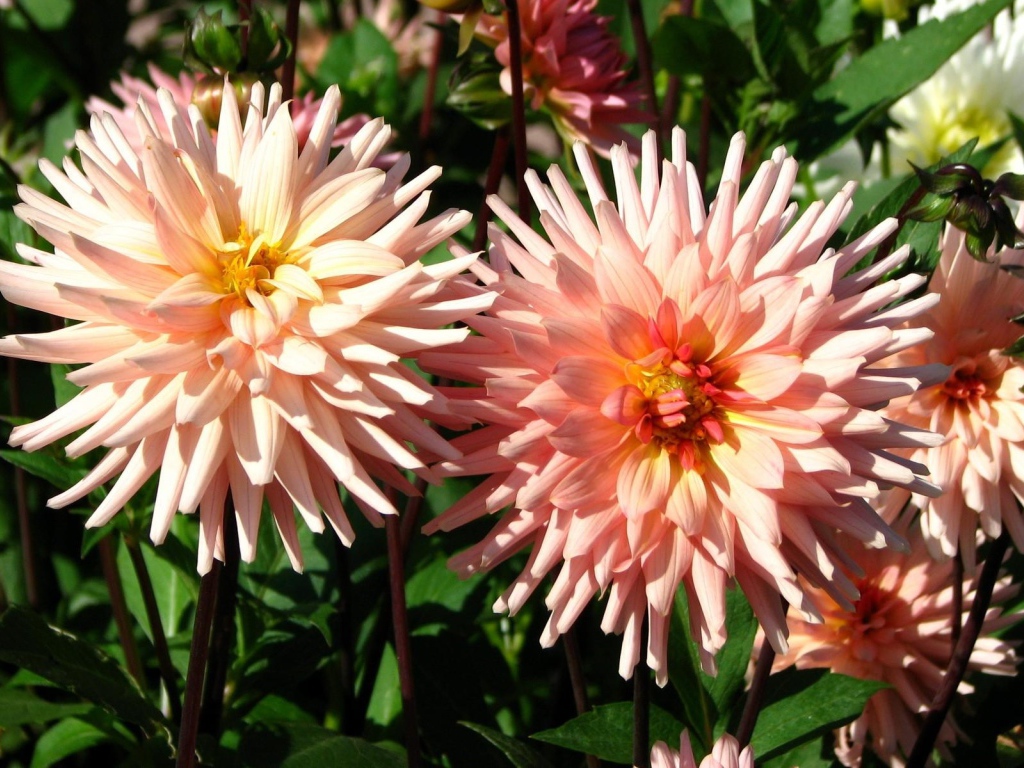 Красивые розовые георгины в лучах солнца на клумбе