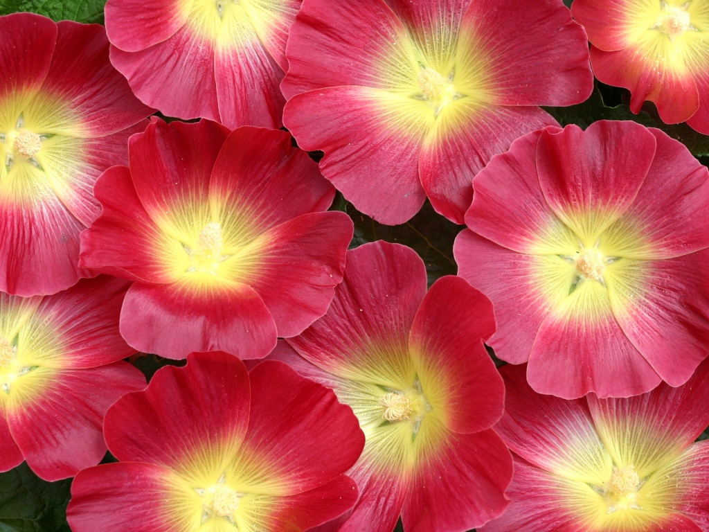 Красивые розовые цветы мальва 