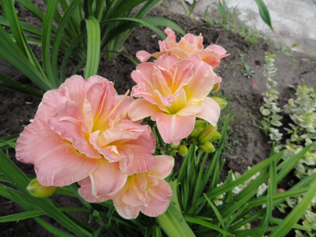 Красивые розовые лилии на клумбе