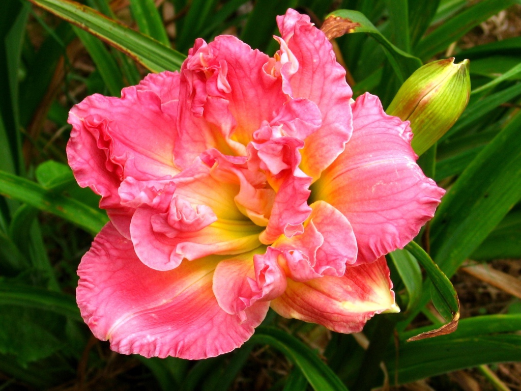 Красивая розовая лилия с бутоном крупным планом