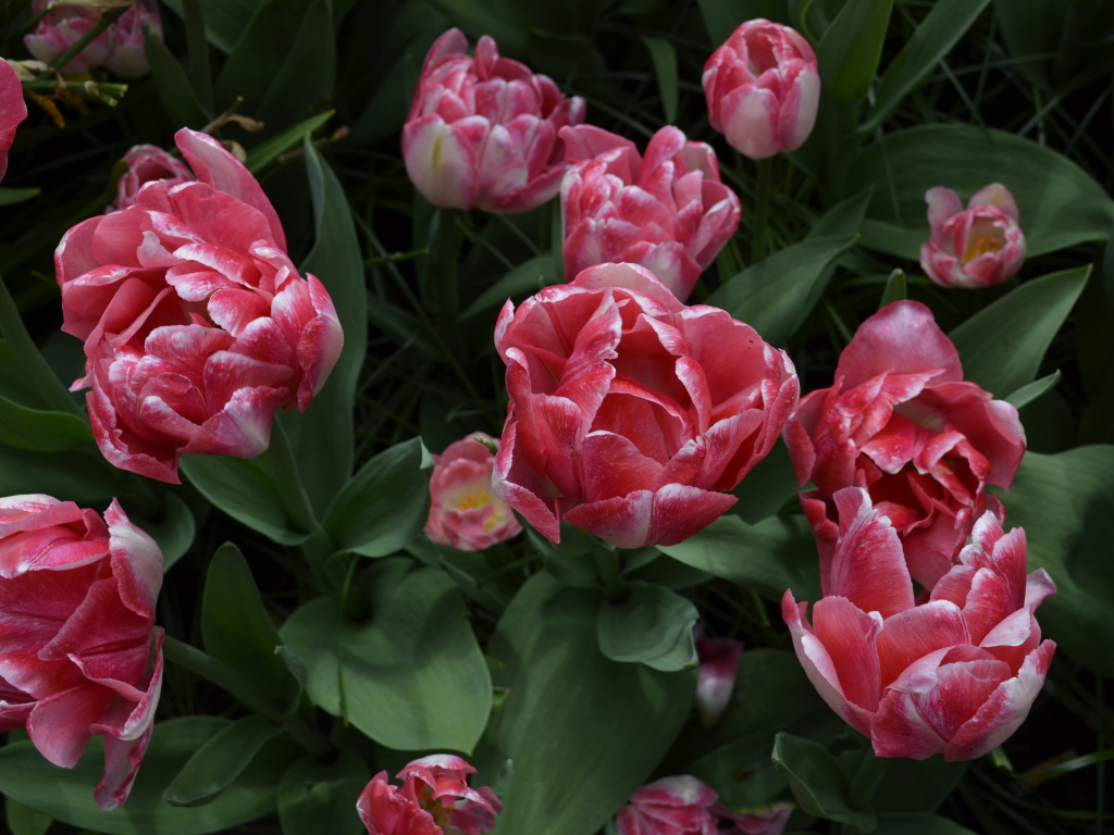 Красивые розовые тюльпаны вид сверху