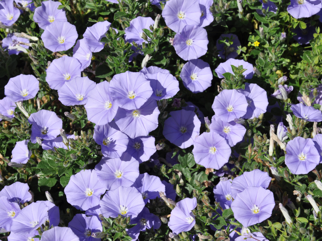 Красивые фиолетовые цветы петуния в саду