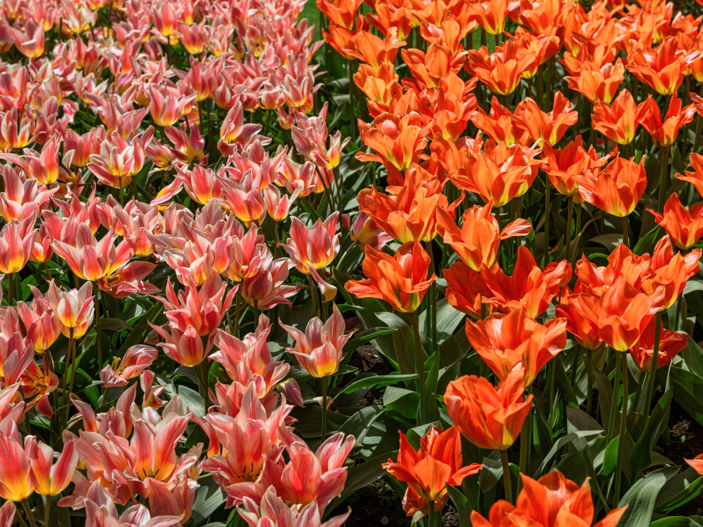 Красивые красные и розовые тюльпаны на клумбе 