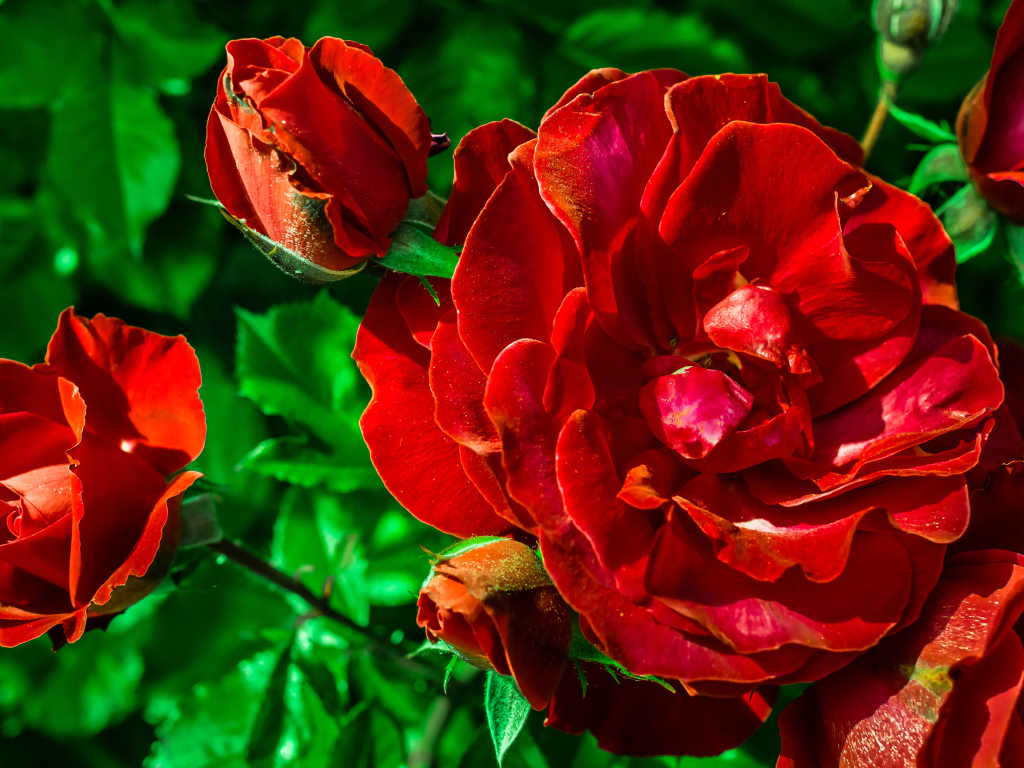 Красивые красные розы с бутонами вблизи