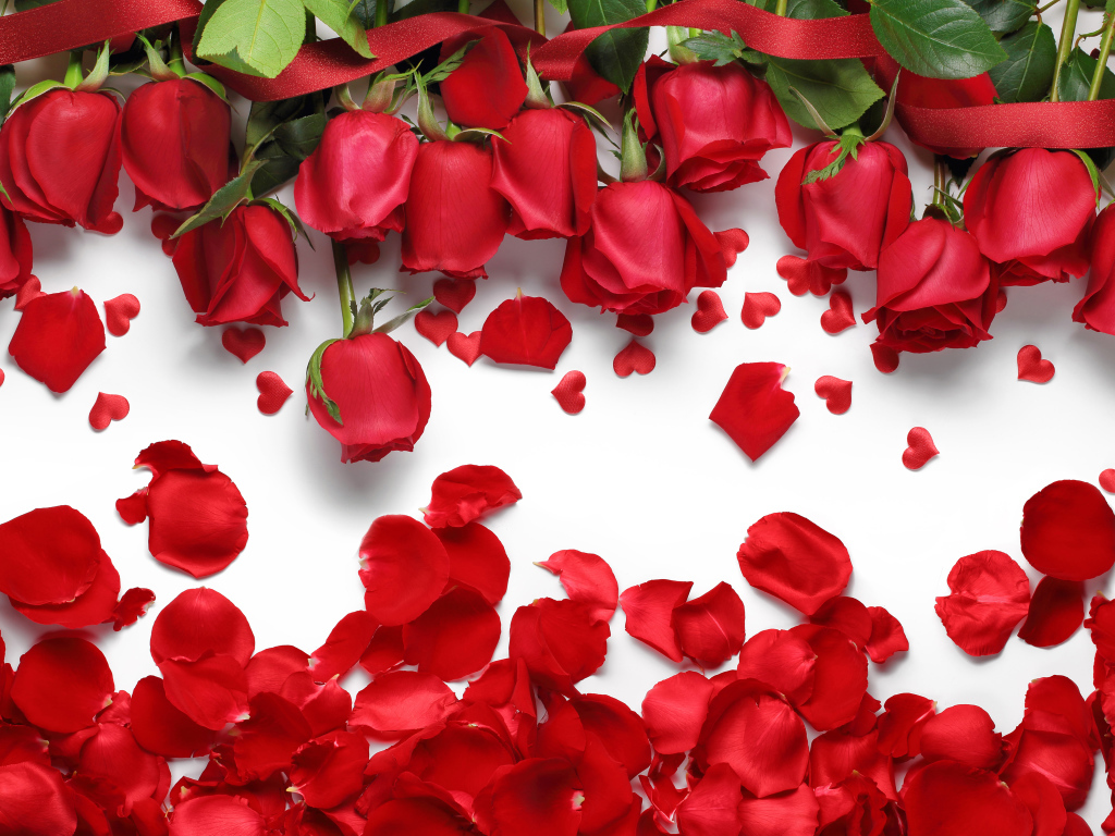 Красивые красные розы с красными лепестками на белом фоне