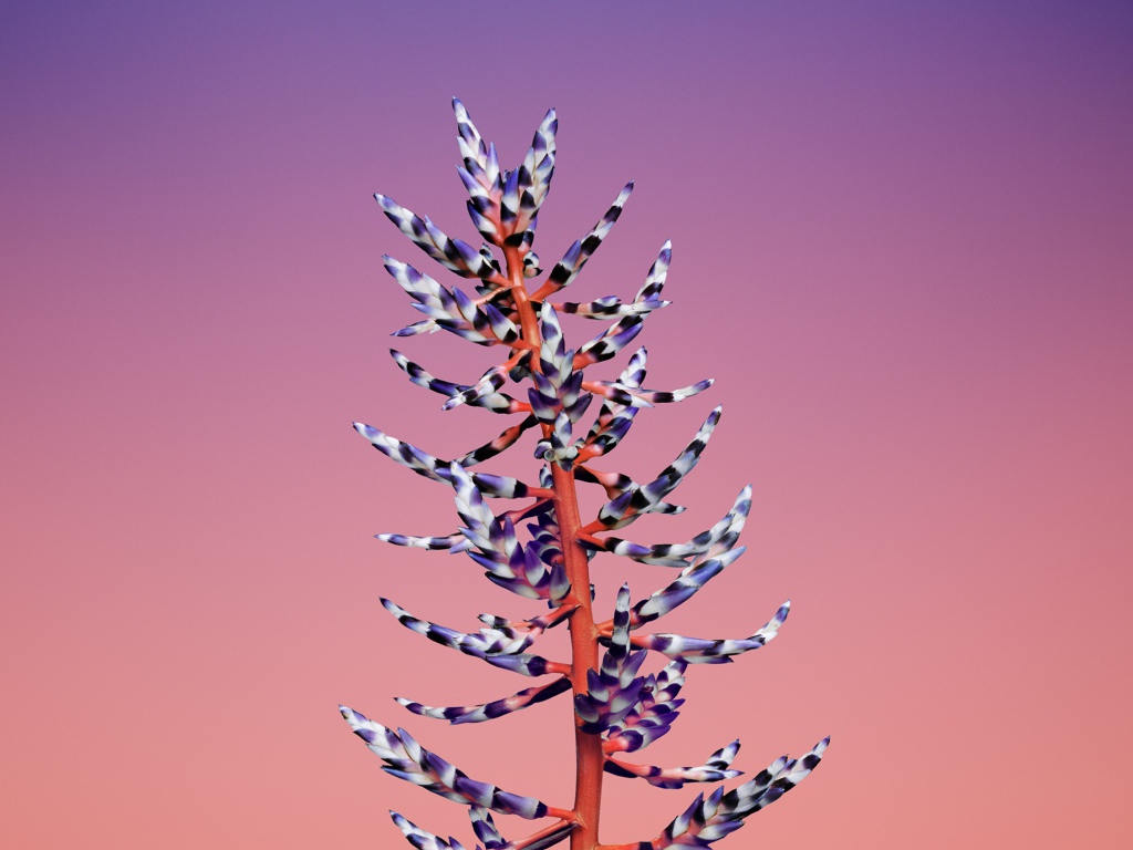 Красивый необычный цветок на розовом фоне