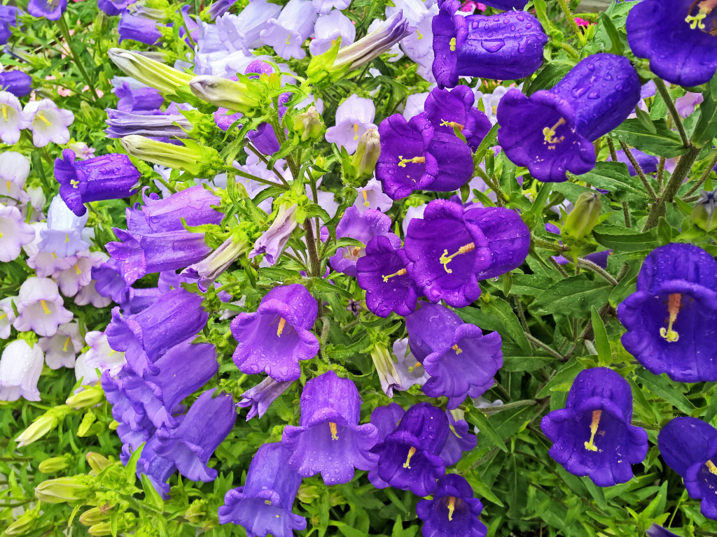 Красивые фиолетовые цветы колокольчики в каплях росы 