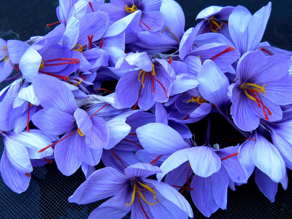 Красивые фиолетовые цветы шафран