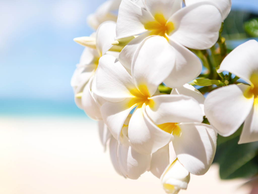 Красивые белые цветы Плюмерия крупным планом