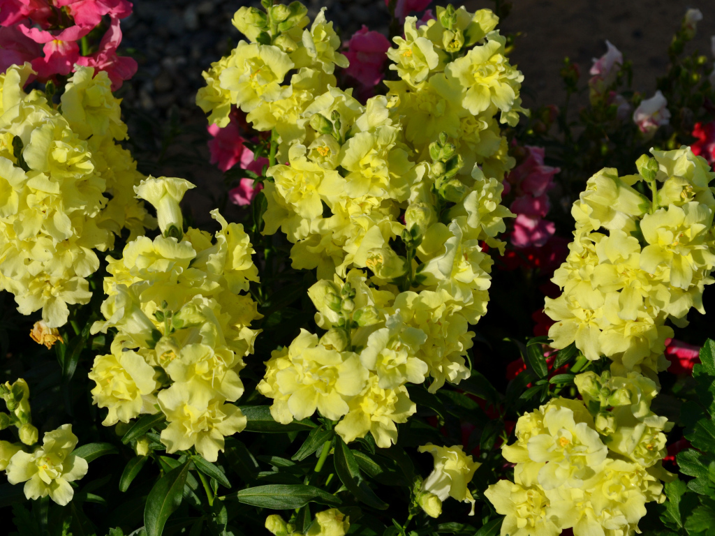 Красивые желтые цветы Львиный зев