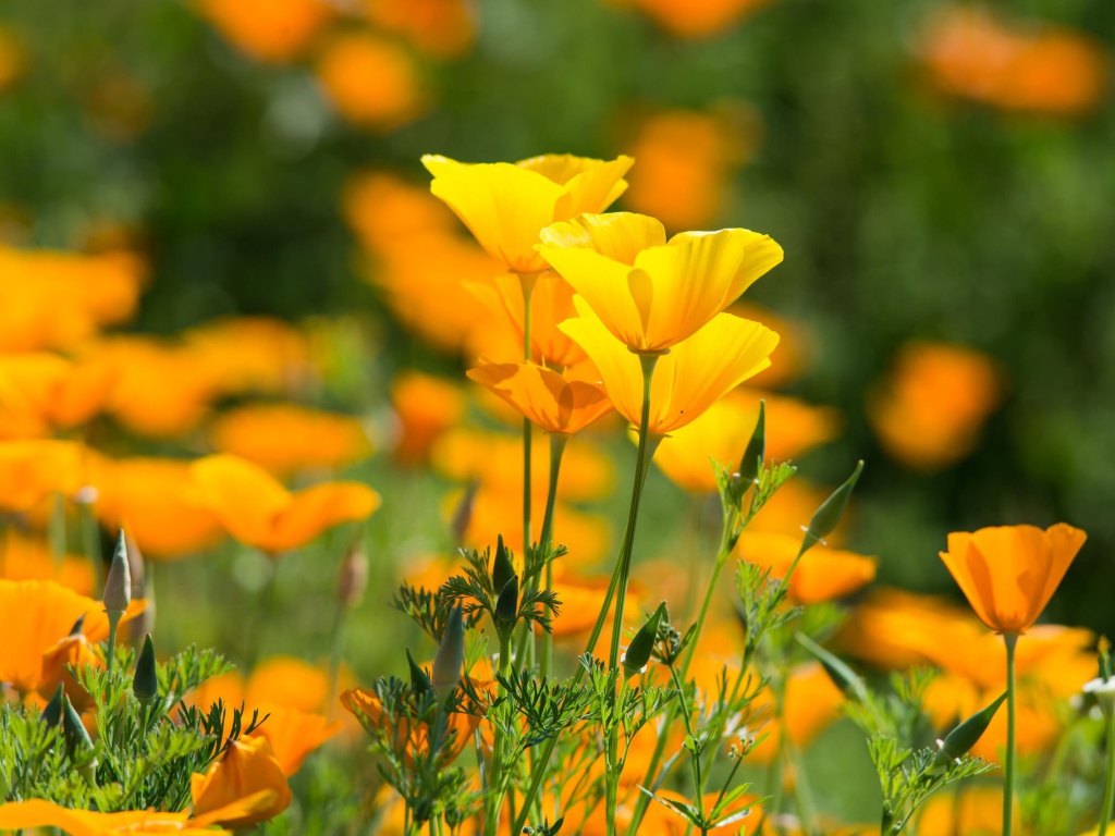 Красивые желтые летние цветы эшшольция калифорнийская