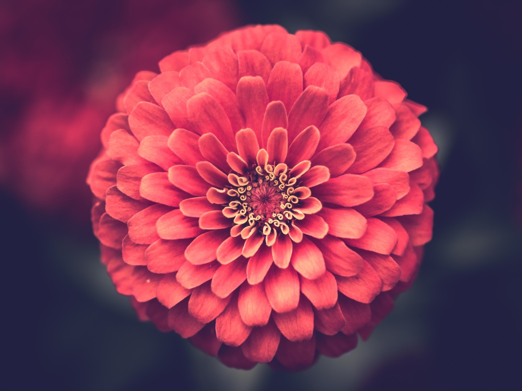 Красивый цветок цинния крупным планом