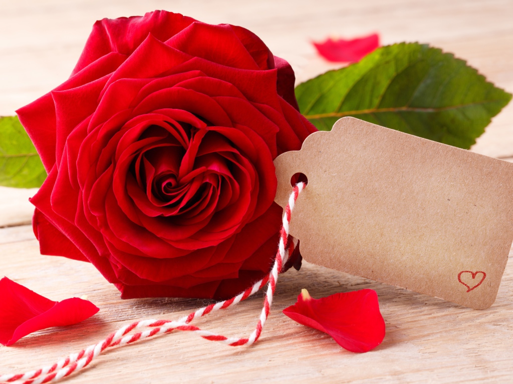 Большая красивая красная роза с открыткой крупным планом