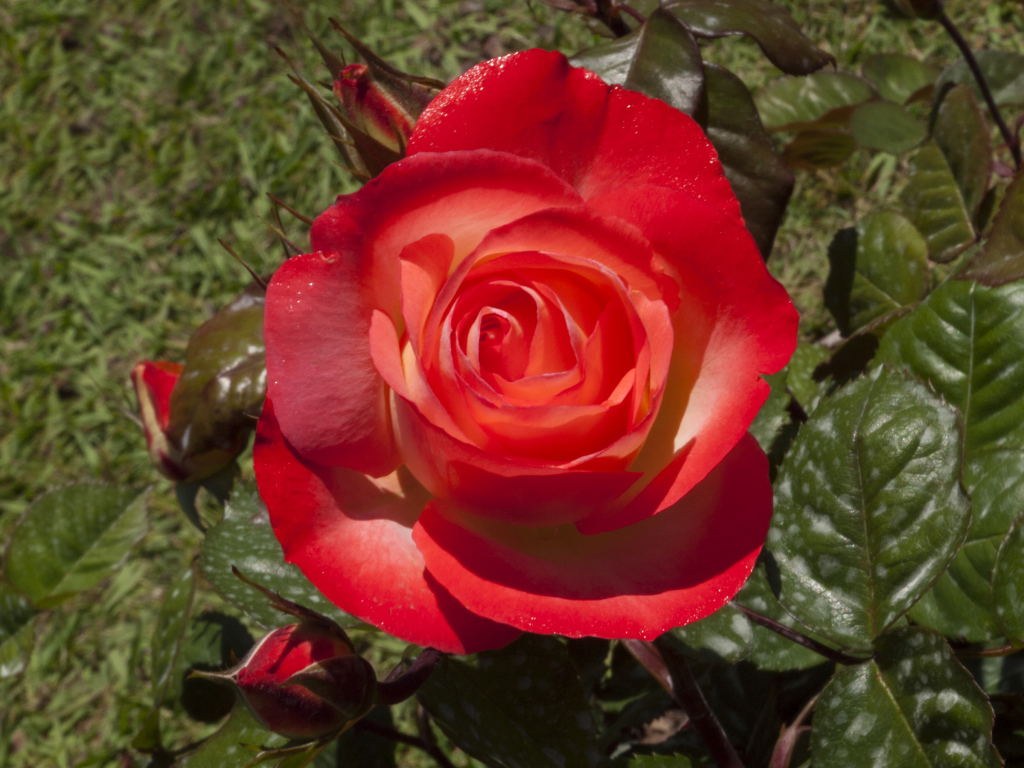 Большая красная роза с зелеными листьями крупным планом