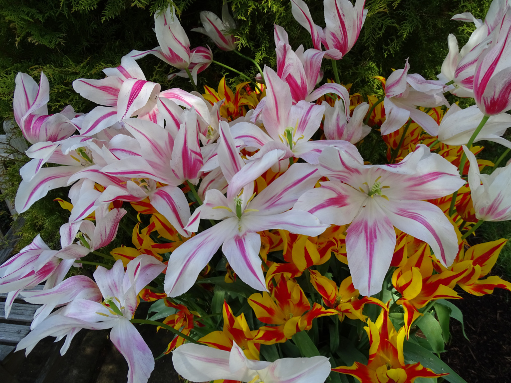 Распустившиеся цветы тюльпаны 