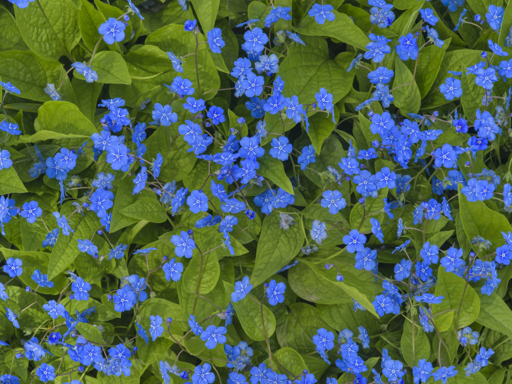 Голубые маленькие цветы незабудки крупным планом