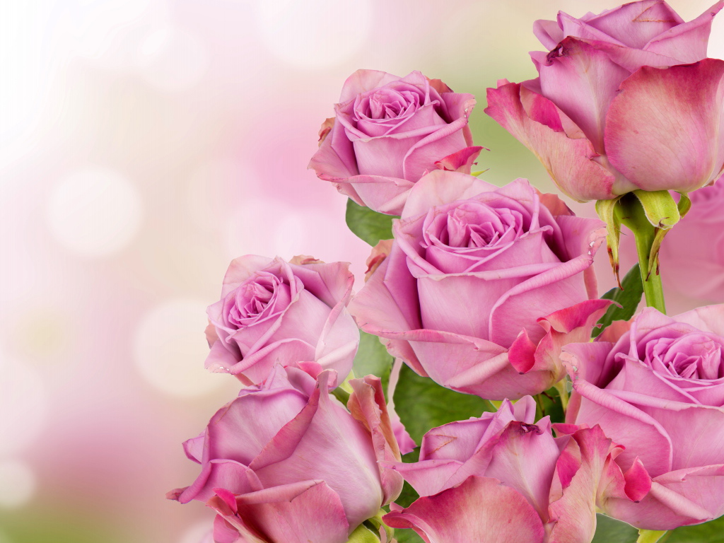 Букет красивых розовых роз 