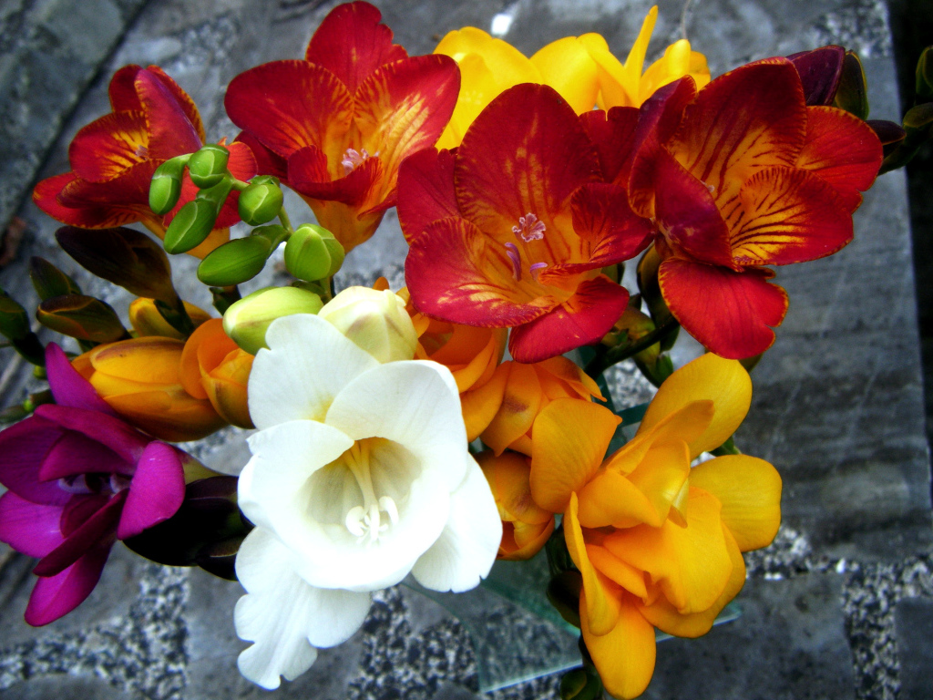 Букет разноцветных цветов фрезия крупным планом