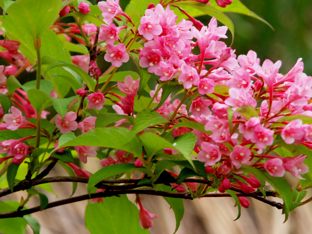 Ветка с нежными розовыми цветами 