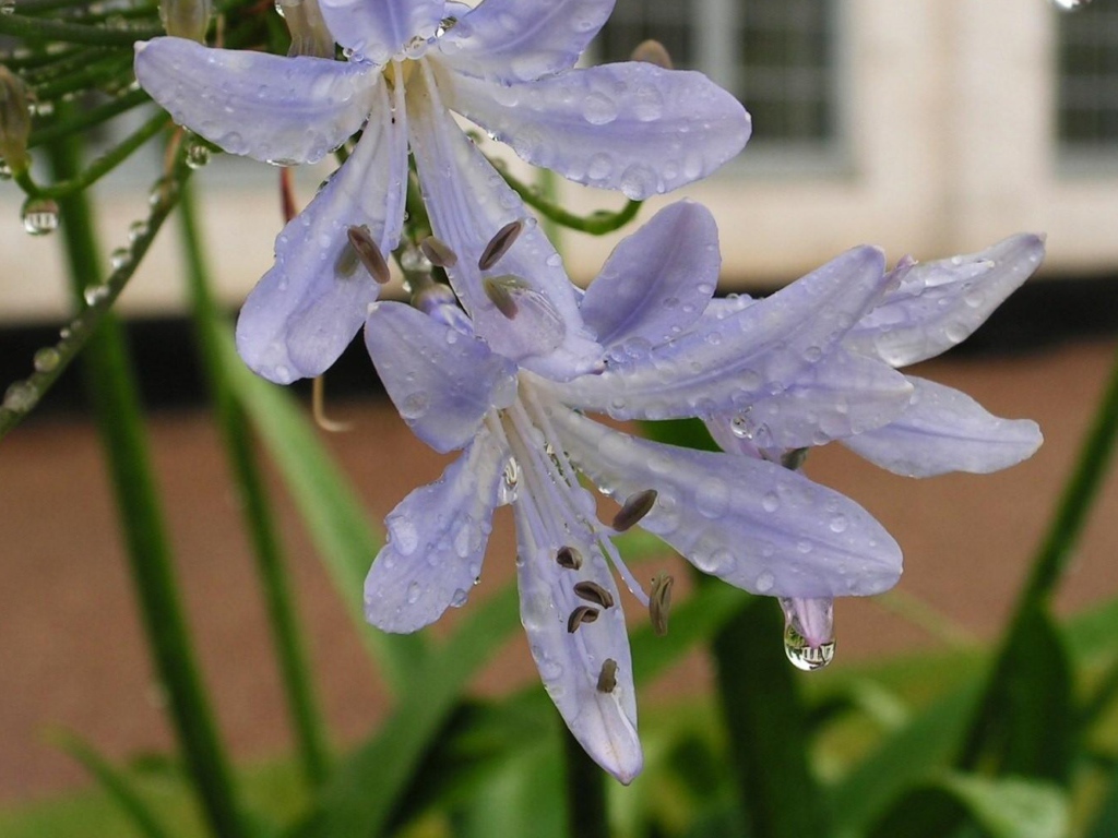 Нежные цветы агапантус в свежих каплях росы