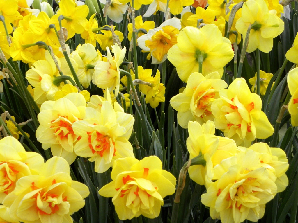 Нежные оранжевые нарциссы на клумбе весной