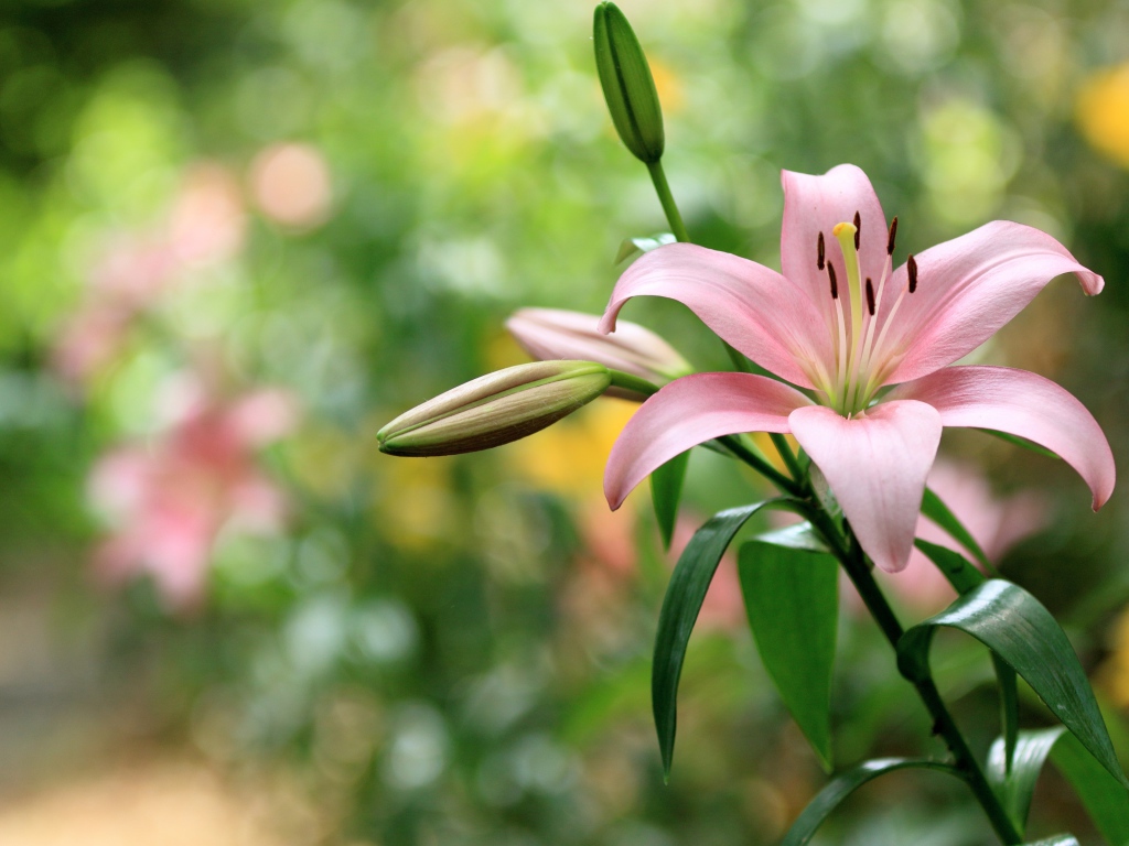 Нежная розовая лилия с бутонами