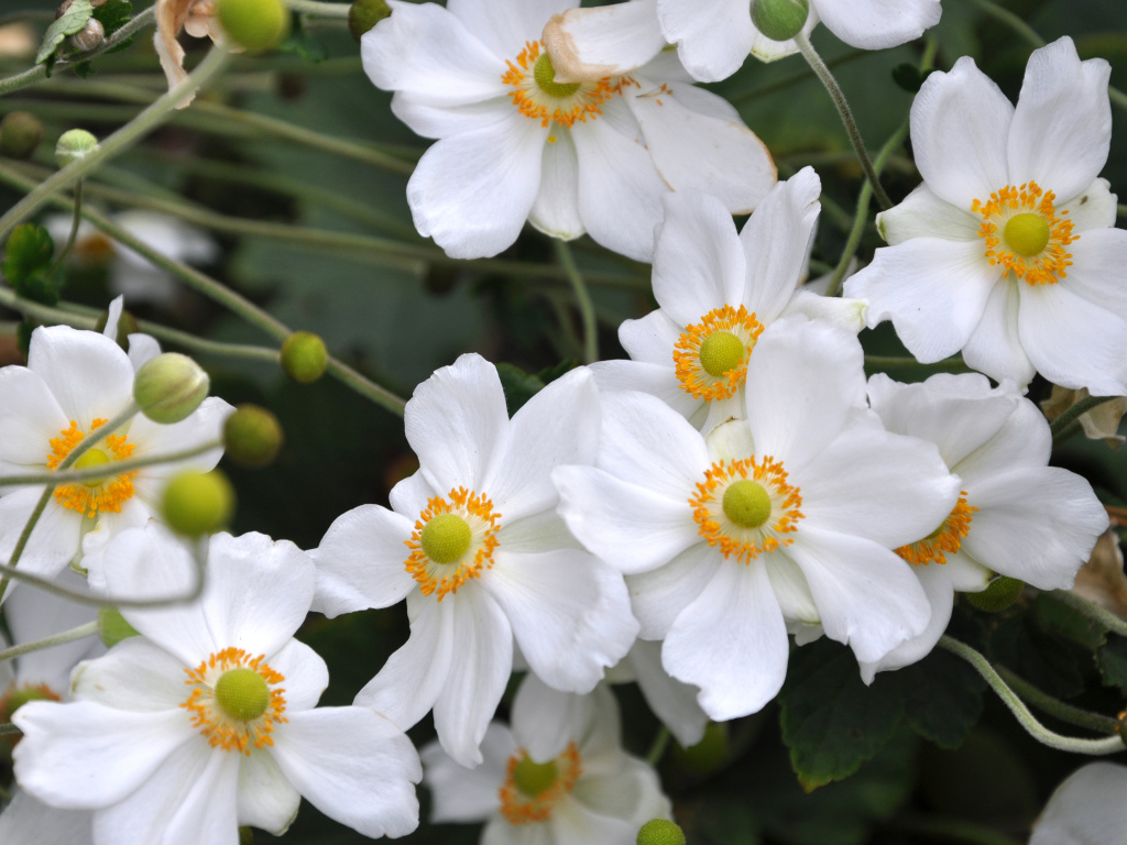 Нежные белые цветы анемоны вблизи